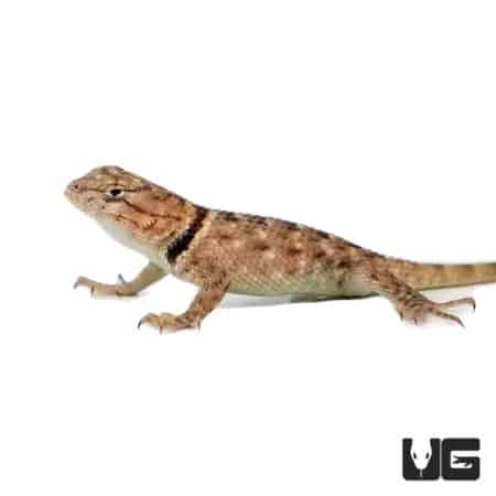 Baby Desert Spiny Lizards Sceloporus Magister For Sale Underground