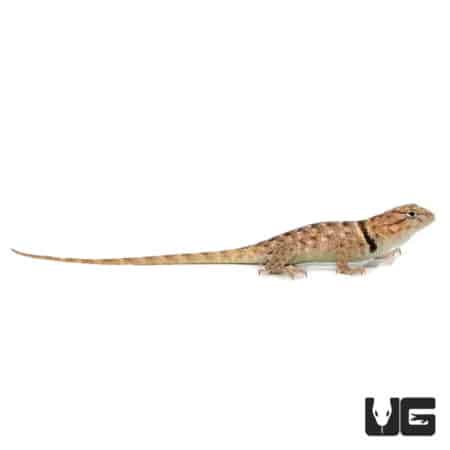 Baby Desert Spiny Lizards (Sceloporus magister) For Sale - Underground Reptiles