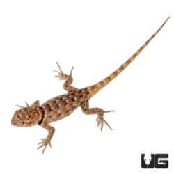 Baby Desert Spiny Lizards (Sceloporus magister) For Sale - Underground Reptiles