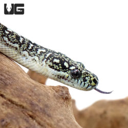 Baby Diamond Pythons For Sale - Underground Reptiles