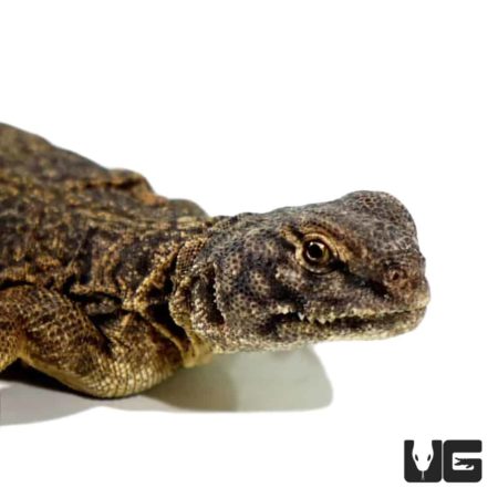 Baby Dispar Uromastyx For Sale - Underground Reptiles