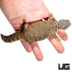 Baby Dispar Uromastyx For Sale - Underground Reptiles