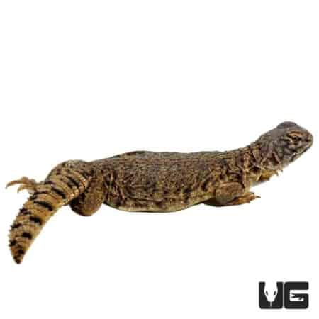 Baby Dispar Uromastyx For Sale - Underground Reptiles