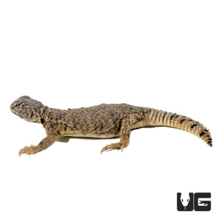 Baby Dispar Uromastyx For Sale - Underground Reptiles