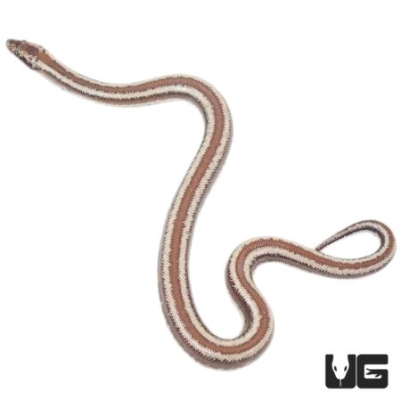 Baby Dome Rock Rosy Boas For Sale - Underground Reptiles