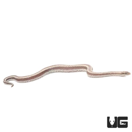 Baby Dome Rock Rosy Boas For Sale - Underground Reptiles