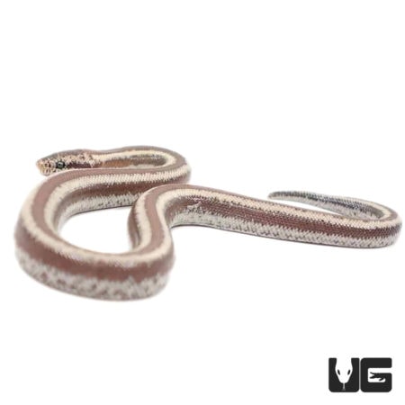 Baby Dome Rock Rosy Boas For Sale - Underground Reptiles