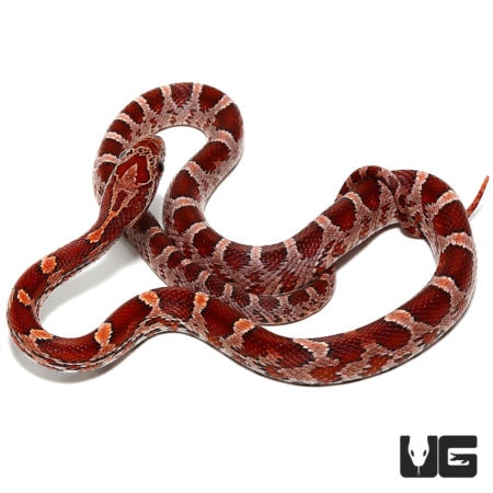 Baby Double Het Albino/Palmetto Cornsnakes For Sale - Underground Reptiles