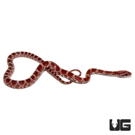 Baby Double Het Albino/Palmetto Cornsnakes For Sale - Underground Reptiles