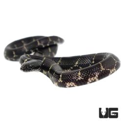 Baby Eastern Chain Kingsnakes For Sale - Underground Reptiles