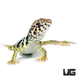 Baby Eastern Collared Lizards (Crotaphytus collaris) For Sale - Underground Reptiles