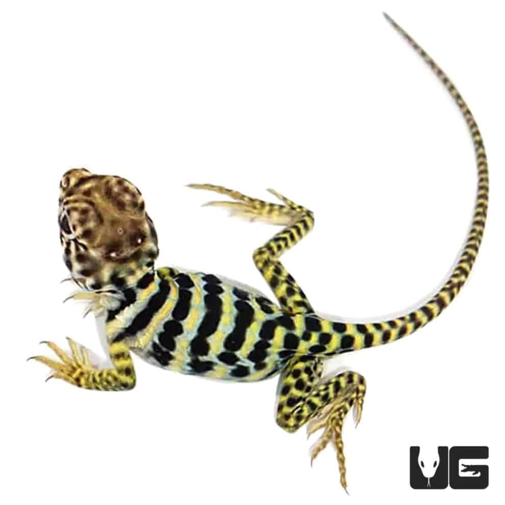 Baby Eastern Collared Lizards For Sale Underground Reptiles