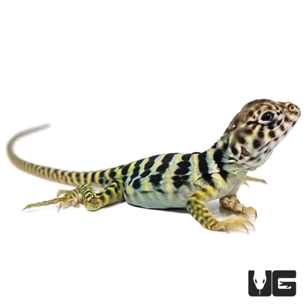 Baby Eastern Collared Lizards (Crotaphytus collaris) For Sale