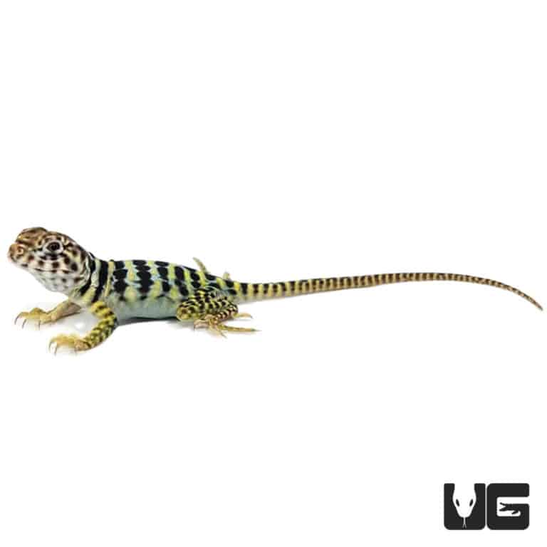 Baby Eastern Collared Lizards For Sale Underground Reptiles