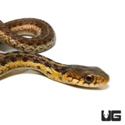 Baby Eastern Garter Snakes For Sale - Underground Reptiles