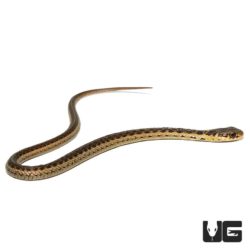 Baby Eastern Garter Snakes For Sale - Underground Reptiles
