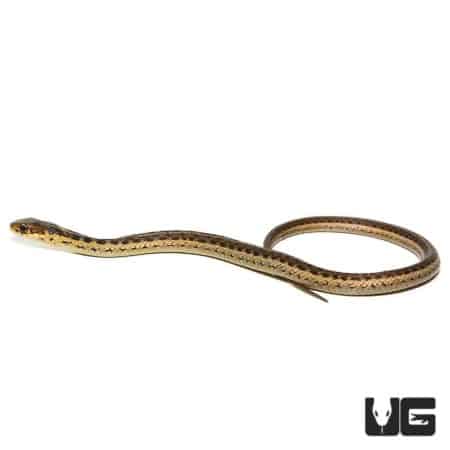 Baby Eastern Garter Snakes For Sale - Underground Reptiles