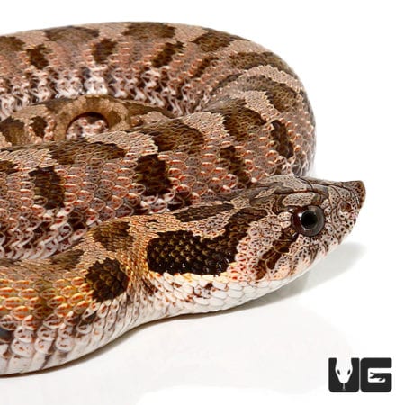 Baby Eastern Hognose Snakes For Sale - Underground Reptiles