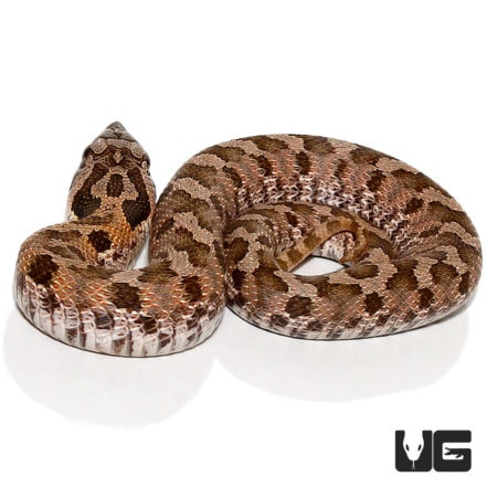 Baby Eastern Hognose Snakes (Heterodon platirhinos) For Sale ...