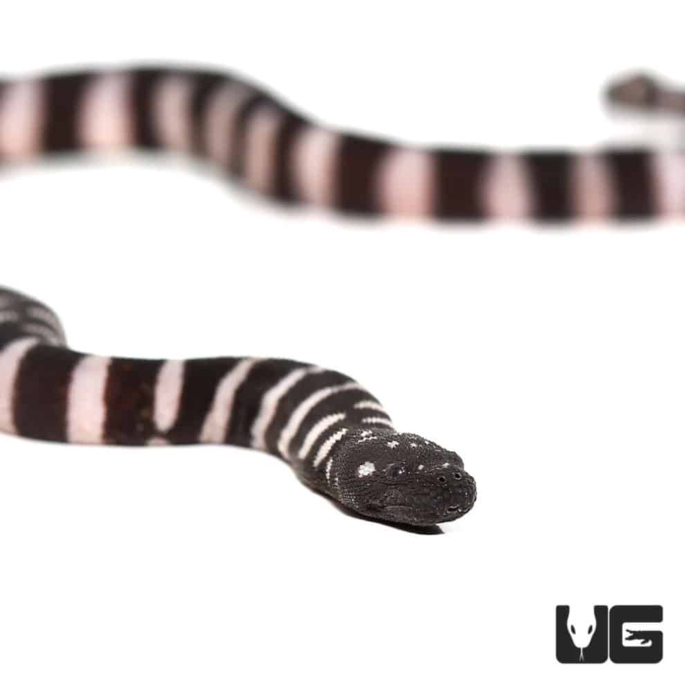 Baby Marine File Snake Underground Reptiles