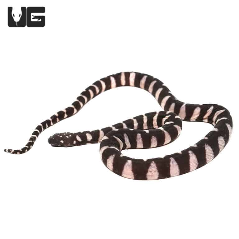 Baby Marine File Snake - Underground Reptiles