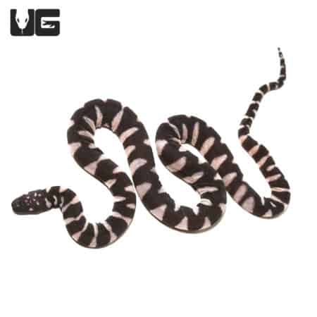 Baby Marine File Snake in black and white pattern, coiled and slithering.