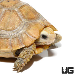 Baby Elongated Tortoises For Sale - Underground Reptiles
