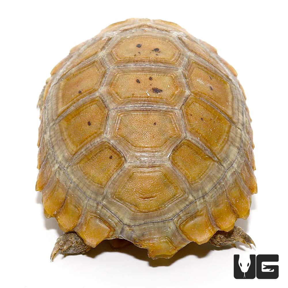 Baby Elongated Tortoises (Inditestudo elongata) For Sale - Underground ...