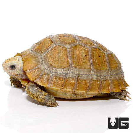 Tortoises For Sale - Underground Reptiles