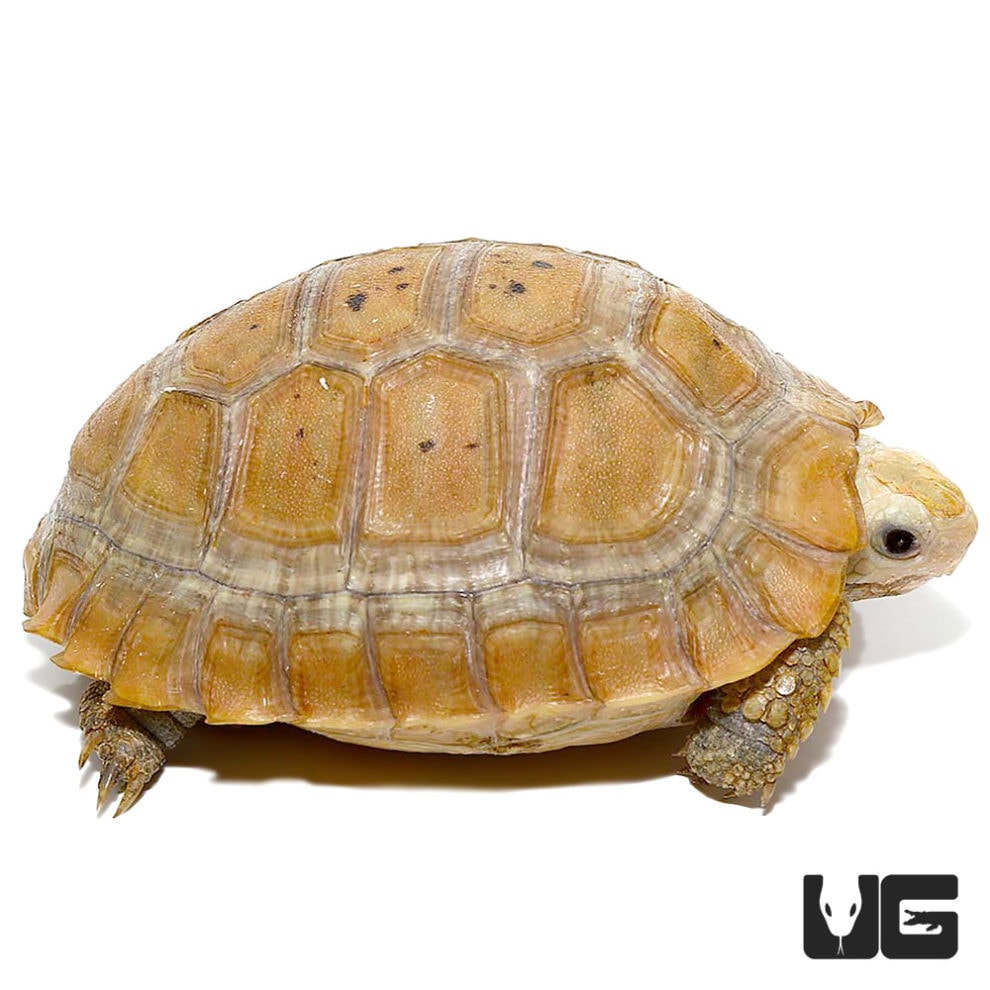 Baby Elongated Tortoise - Underground Reptiles