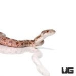 Baby Everglades Ratsnakes For Sale - Underground Reptiles