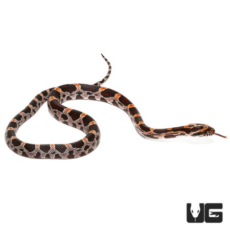 Baby Extreme Okeetee Cornsnakes For Sale - Underground Reptiles