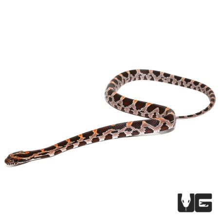 Baby Extreme Okeetee Cornsnakes For Sale - Underground Reptiles