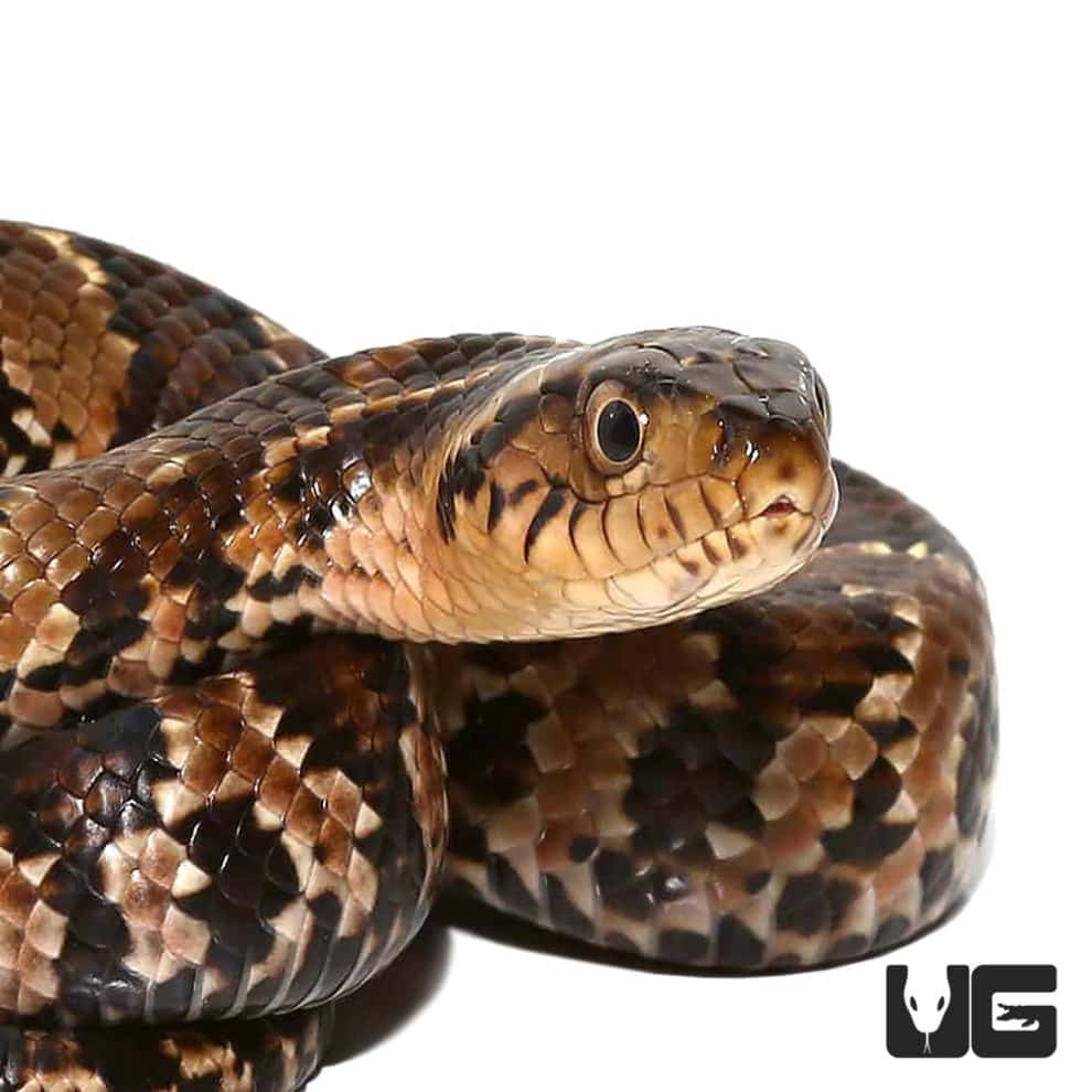 Baby False Water Cobra Underground Reptiles