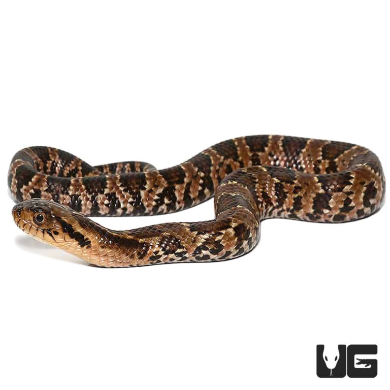 Baby False Water Cobra Underground Reptiles