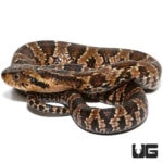 Baby False Water Cobras For Sale - Underground Reptiles