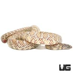 Baby Flame Brooks Kingsnakes (Lampropeltis getula brooksi)  For Sale - Underground Reptiles