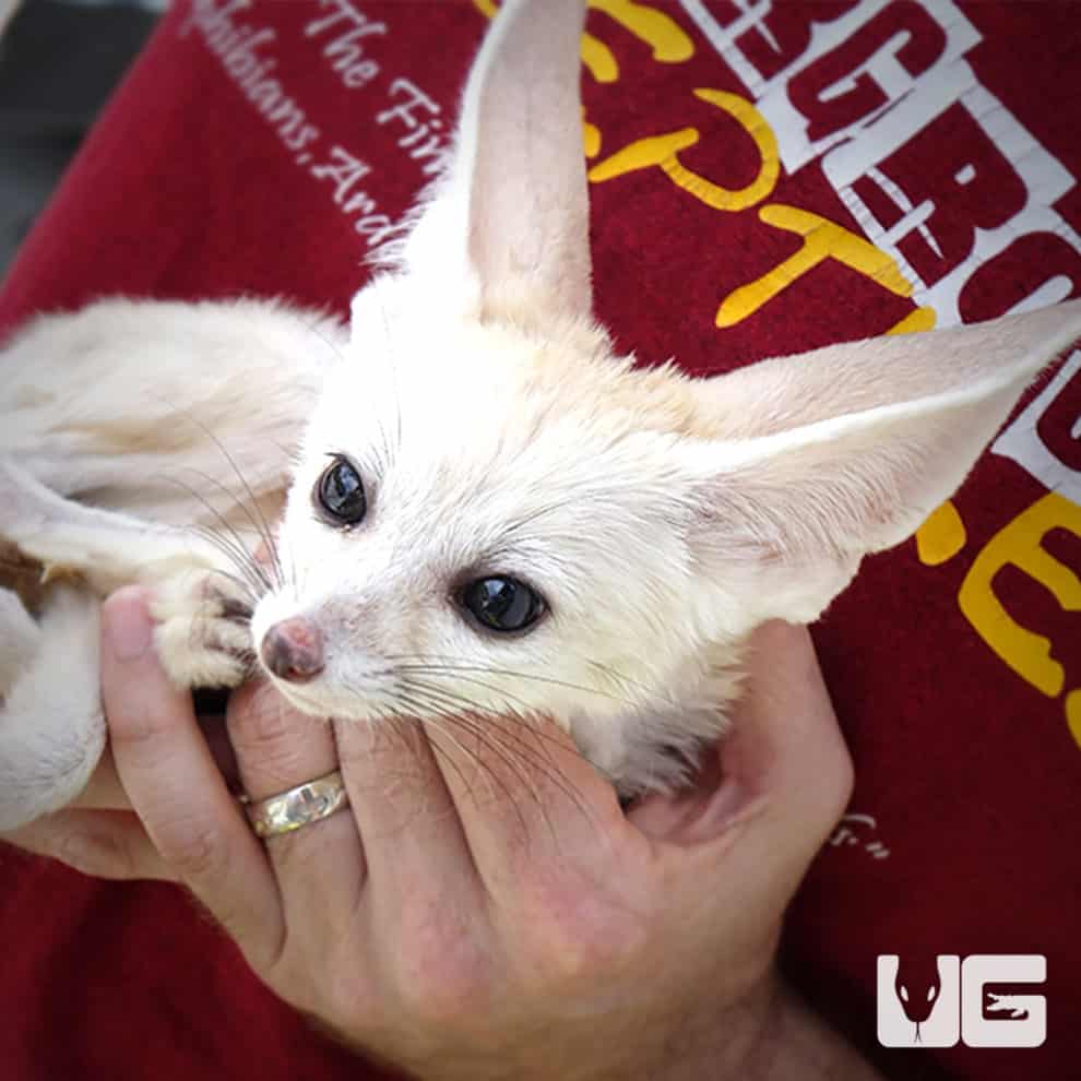 Baby Foxes For Sale Underground Reptiles