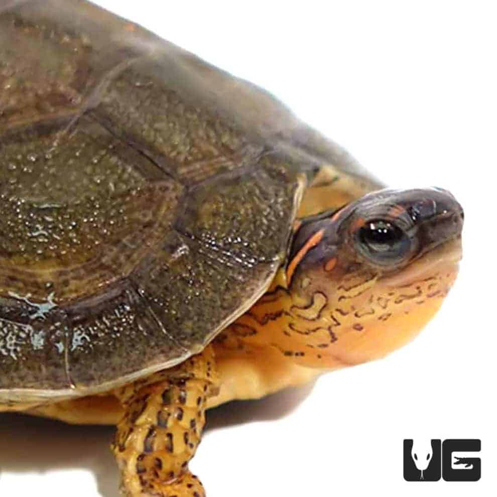 Baby Furrowed Wood Turtle - Underground Reptiles