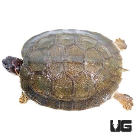 Baby Furrowed Wood Turtles For Sale - Underground Reptiles