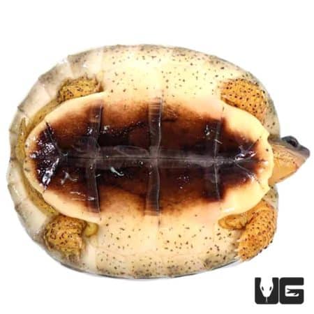 Baby Furrowed Wood Turtles For Sale - Underground Reptiles