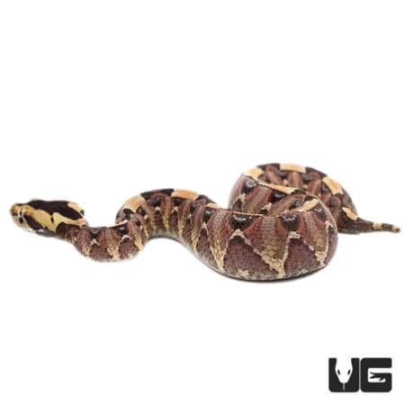 Baby Gabino Vipers (Bitis gabonica rhinosceros X Nasicornis) For Sale - Underground Reptiles