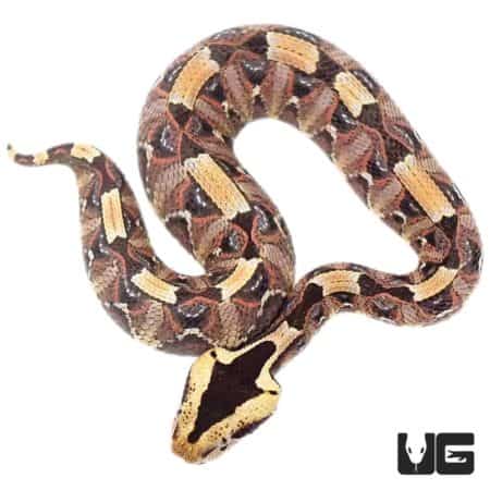 Baby Gabino Vipers (Bitis gabonica rhinosceros X Nasicornis) For Sale - Underground Reptiles