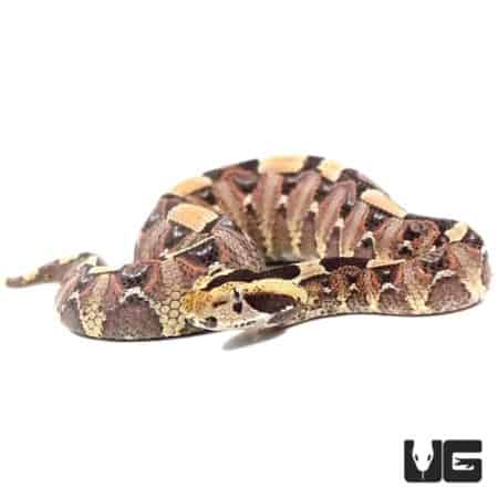Baby Gabino Vipers (Bitis gabonica rhinosceros X Nasicornis) For Sale - Underground Reptiles