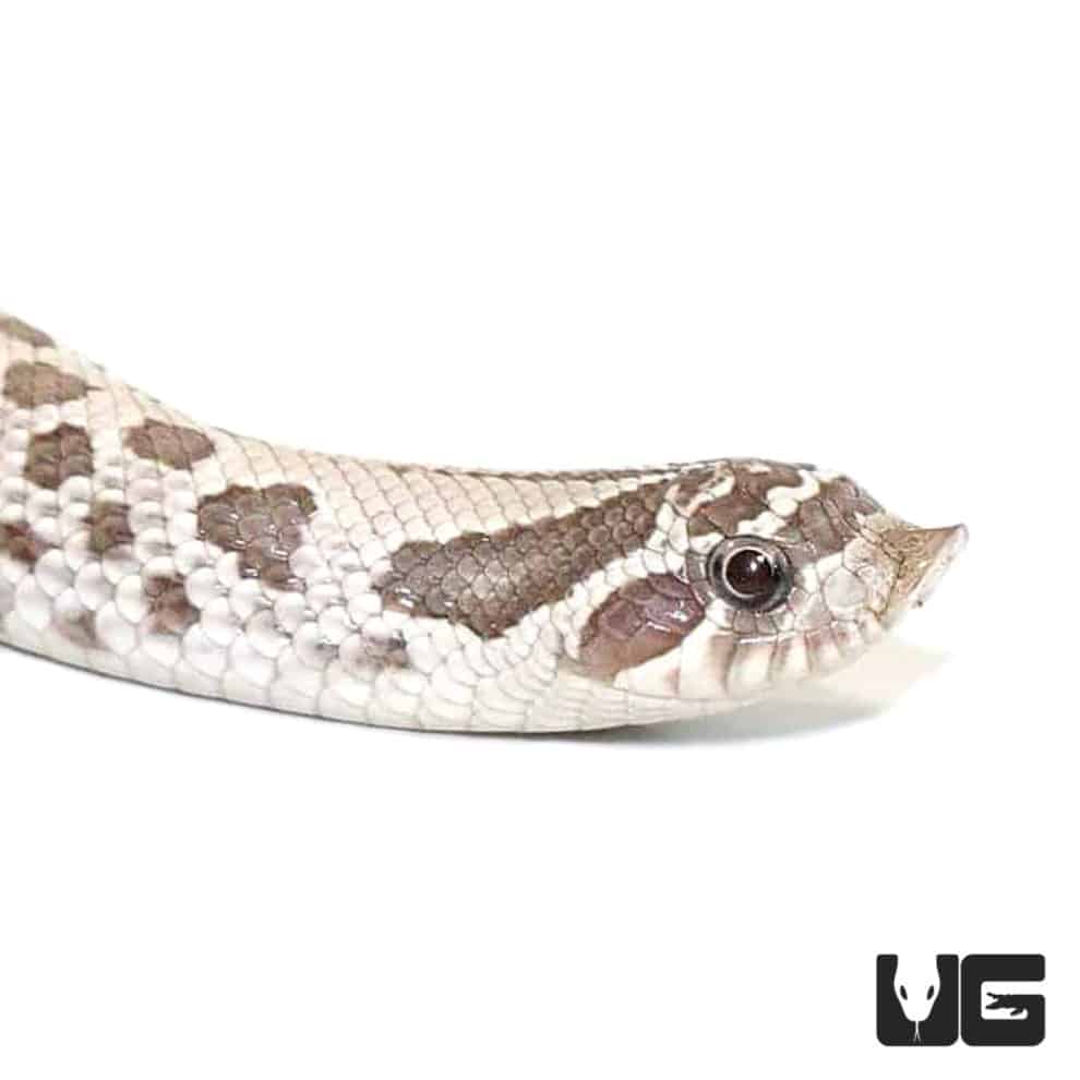 Baby Ghost Western Hognose Snake - Underground Reptiles