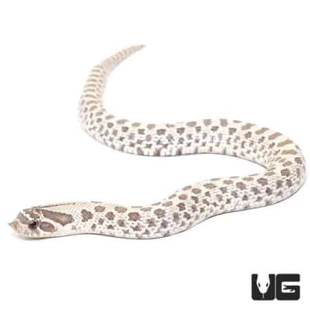 Baby Ghost Western Hognose Snakes For Sale - Underground Reptiles