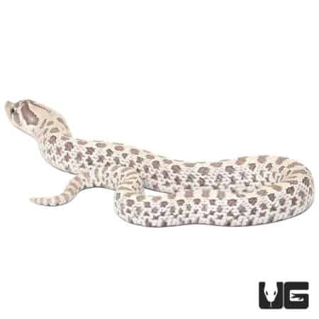 Baby Ghost Western Hognose Snakes For Sale - Underground Reptiles