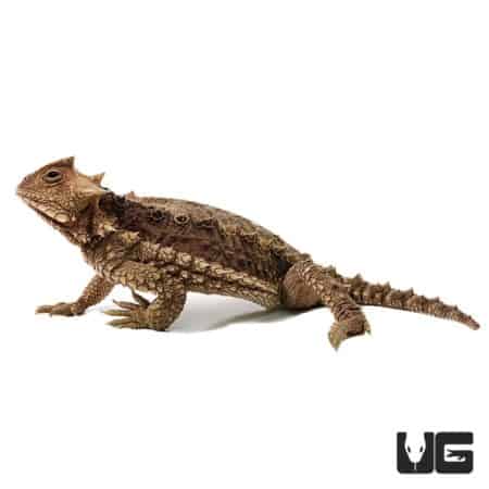 Baby Giant Mexican Horn Lizards (Phrynosoma asio) For Sale - Underground Reptiles