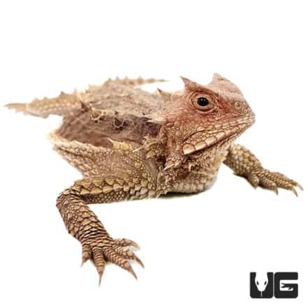 Baby Giant Mexican Horn Lizard - Underground Reptiles