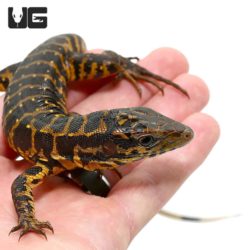 Baby Gold Tegus For Sale - Underground Reptiles